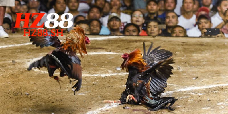 Giới thiệu đá gà HZ88