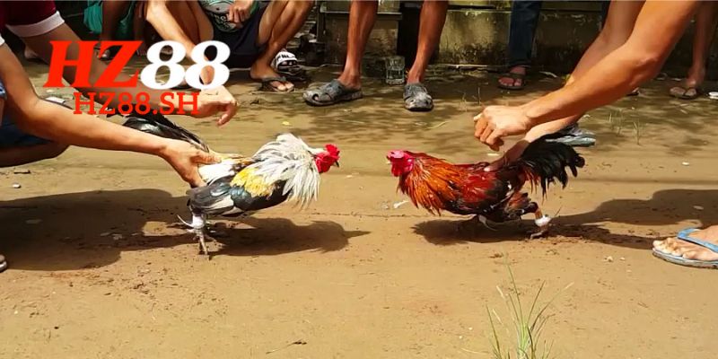 Lợi ích to lớn khi tham gia đá gà HZ88