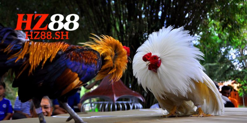 Mẹo chơi đá gà tại HZ88 dễ dàng thắng lớn